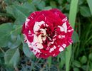 Painter's Palette rose photo