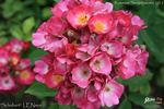 Schubert rose photo