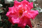 Tarantella rose photo