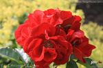 Tour Eiffel 2000 rose photo