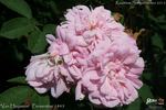 Van Huyssum rose photo