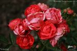Vatertag ® rose photo
