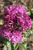 Violetta rose photo