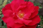 Waldfee rose photo