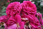 Wenlock ® rose photo
