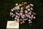 Luc Noël rose photo