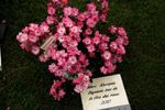 Marc Knaepen rose photo