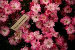 Marc Knaepen rose photo