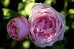 La Belle Lesdinoise rose photo