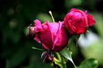 Henri Foucart rose photo