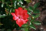 Deseo rose photo