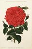 Mademoiselle Annie Wood rose photo