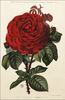 Jean Soupert rose photo