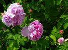 Hacenta rose photo