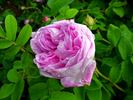 Hacenta rose photo
