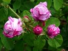 Hacenta rose photo