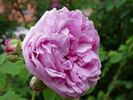 Hacenta rose photo