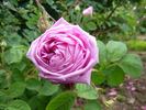 Hacenta rose photo