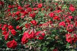Pride of England rose photo
