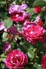 Purple Heart ™ rose photo