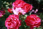 Purple Heart ™ rose photo