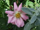 Gwen Nash rose photo