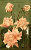 Contessa Cecilia Lurani rose photo