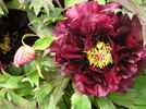 Boreas peony photo
