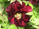 Boreas peony photo