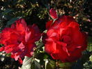 Foc de Tãbãra rose photo