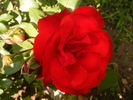 Foc de Tãbãra rose photo