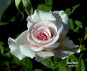 Cajun Pearl rose photo