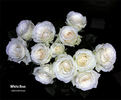 White Dove rose photo