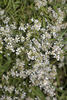 R. watsoniana rose photo