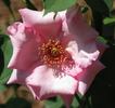 Kathleen Mills rose photo