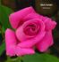 Misty Twilight ™ rose photo