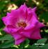 Misty Twilight ™ rose photo