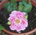 Tootsie rose photo