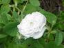 Comtesse de Lacépède rose photo
