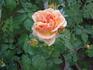 Dorada ® rose photo