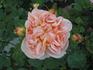 Dorada ® rose photo