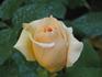 Dorada ® rose photo
