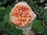 Dorada ® rose photo