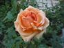 Dorada ® rose photo