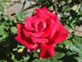 Special Merit rose photo
