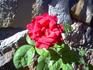 Texan rose photo