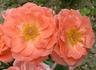 Pink Pirouette rose photo