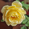 Pot-o-gold rose photo