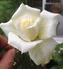 Amelia® rose photo