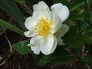 Heidesommer rose photo